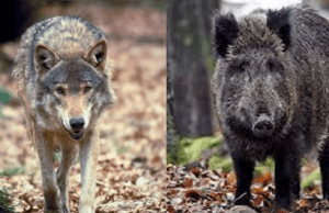 Danni da fauna selvatica, assessore Mai: stanziato un milione di euro per i liguri