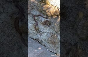 Enpa: rispetto per i rettili, non sono sempre vipere