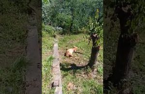 Qui Enpa | Capriolo trovato agonizzante a Quiliano