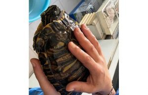 Continuano i ritrovamenti di tartarughe americane nel savonese