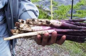 Asparago Violetto, un’eccellenza di Ponente