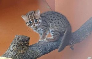 Savona, gatti a rischio a causa dell’intenso traffico