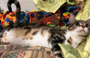 Stich, un giovanissimo gatto, cerca famiglia