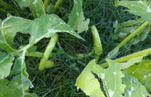 Vento e Grandine, danni nel Savonese e non solo