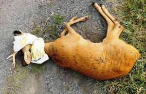 Giovane capriolo investito da auto a Cairo Montenotte