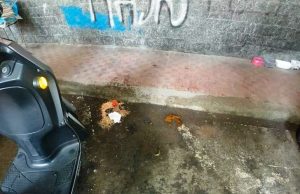 Colonia felina a Savona alle prese con la maleducazione degli umani