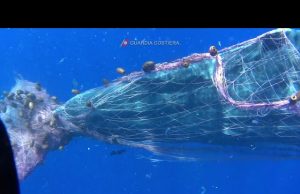 Furia, il capodoglio impigliato in una rete da pesca nelle Eolie | Video