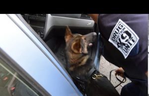 Lupo, il cane antidroga delle Polizie Locali Riviera di Ponente | Video