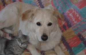 L’appello per il maremmano Leela con seri problemi agli arti posteriori