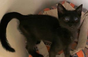 Salvata gattina cieca a Stella, ora cerca casa