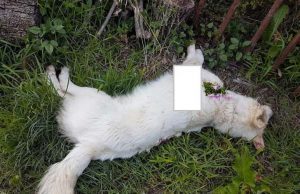 L’accusa dell’Enpa: donna uccide con un coltello un cane a Bosco