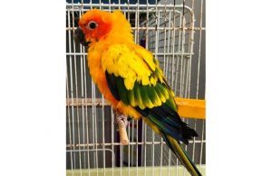 Un pappagallino conuro del sole soccorso dall’Enpa, si ricerca il proprietario