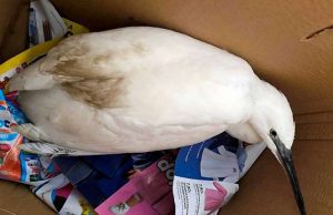 Enpa Savona: ancora recupero di volatili in difficoltà