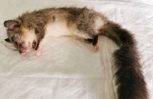 Ghiro soccorso dall’Enpa nel Parco del Beigua