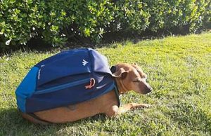 59° Fedeltà del Cane a San Rocco di Camogli: i premiati