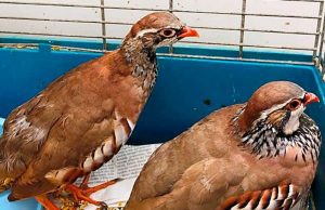 Enpa soccorre due pernici rosse, sopravvissute alla caccia