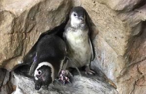 Acquario di Genova, doppio fiocco in vasca pinguini