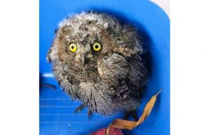 Enpa Savona soccorre pullo di assiolo a Cairo Montenotte