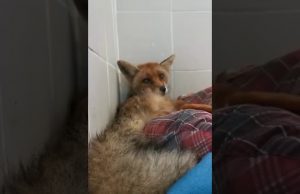 Enpa soccorre anziana volpe a Quiliano | Video e Foto