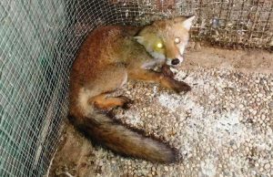 Enpa di Savona soccorre due giovani volpi investite