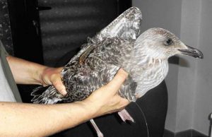 Laigueglia, auto dell’Enpa multata durante un servizio di recupero