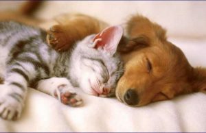 I Volontari Protezione Animali SV, tornano ad aiutare