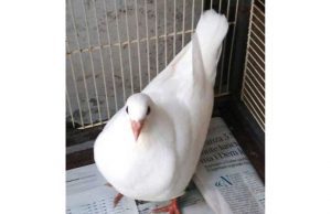 Borghetto, colombe bianche legate alle zampe: sacrificio animale?