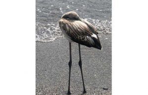 Giovane fenicottero in difficoltà soccorso dall’Enpa a Finale