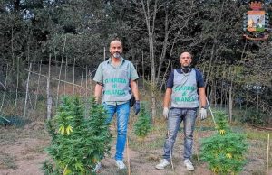 Varazze, la Gdf scopre piantagione di marijuana: due 24enni arrestati