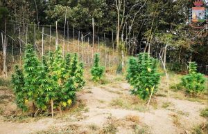 Carabinieri trovano piantagione di marijuana, individuato coltivatore Carabinieri trovano piantagione di marijuana, individuato coltivatore