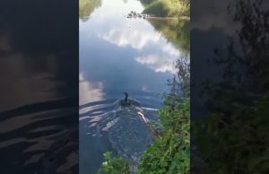 Giovane cormorano liberato dall’Enpa | Video