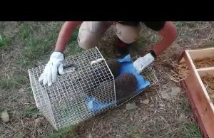 Ricci imprigionati in intercapedine a Finale salvati dall’Enpa | Video