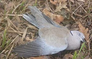 Moria di tortore ad Albissola, l’allarme di Enpa