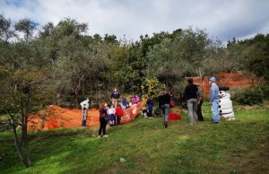 Premiato il Miglior Uliveto di Chiavari 2020