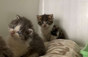 Gattini recuperati dalla superstrada a Vado Ligure