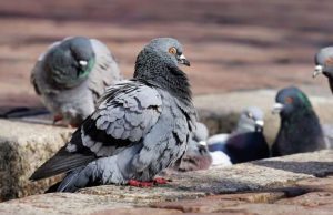 Torna il problema dei colombi a Pietra Ligure