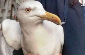 Tornano i gabbiani nella biblioteca comunale di Alassio