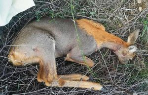 Femmina di capriolo lasciata agonizzante a Celle, la rabbia dell’Enpa