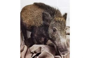 Cuccioli di cinghiale: uno morto l’altro catturato, l’appello alla Regione