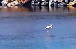 Fenicottero in difficoltà soccorso dall’Enpa a Vado Ligure