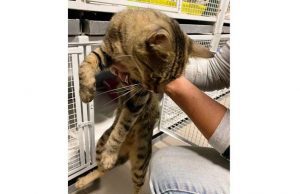 Appello dell’Enpa per gatto domestico ritrovato sulle alture di Savona