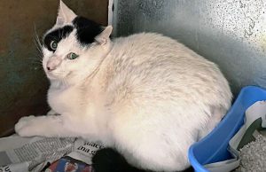 Billo salvato, curato e liberato dall’Enpa