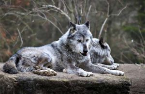 Ispra e Life Wolfalps-EU per monitorare il lupo italiano