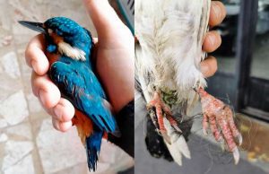 Martin pescatori soccorsi nel Bormida a Cairo, si teme avvelenamento