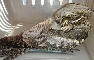 Moria di animali alla foce del torrente Nimbalto a Loano