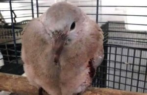 Cairo, veleno per topi all’origine della morte degli animali?