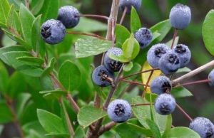 Appartrekking, una gita a valle del Monte Moro a Genova