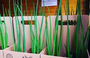 A Camporosso servizio gratuito di consegna bulbi e ortaggi