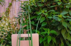 A Imperia cipolla egiziana consegnata a domicilio