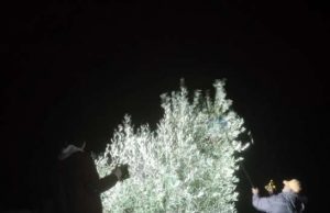 A Imperia nasce un olio da olive raccolte in notturna